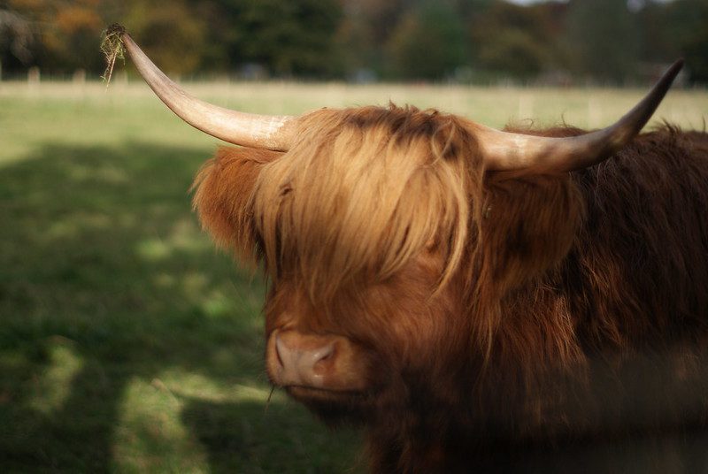 Pollok Park Glasgow Highland Cow