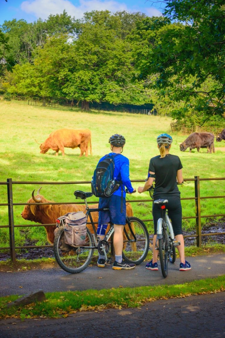 Glasgow Pollok park highland cows 