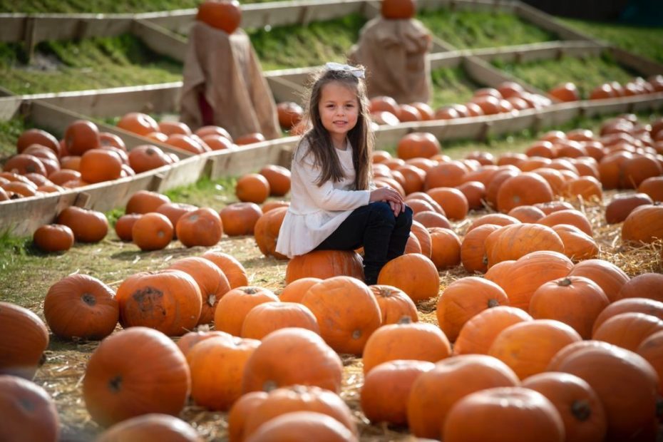 Pumpkin patches near Glasgow for Halloween Glasgow Foodie Glasgow
