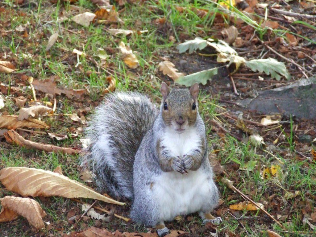 Squirrel Kelvingrove park autumn walks